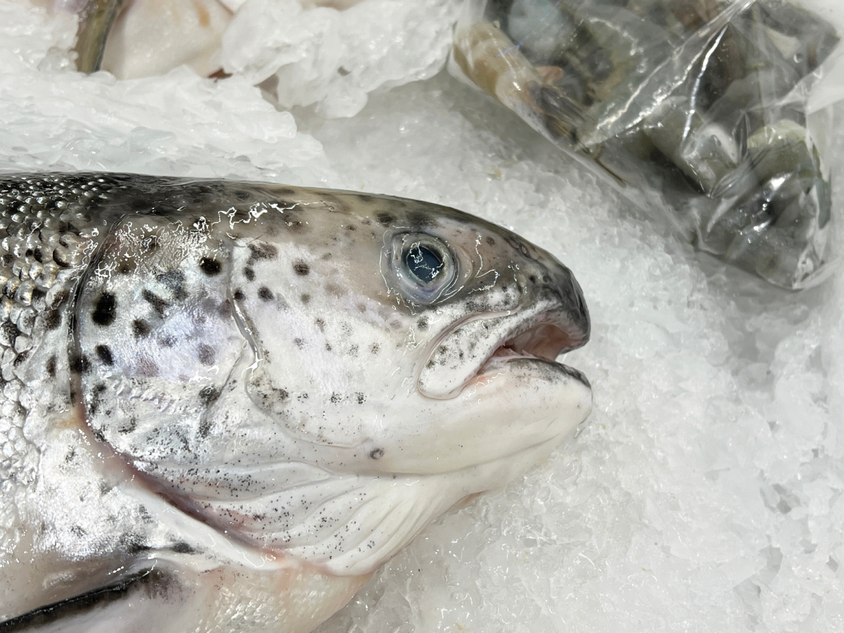 trout_on_ice_AdobeStock_1072767324.jpg