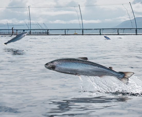 Icelandic Salmon leaves ‘challenging year’ behind