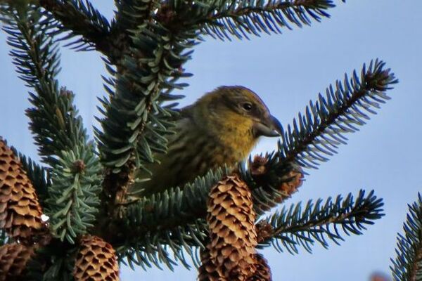 Arran's Top Ten Garden Birds 2025