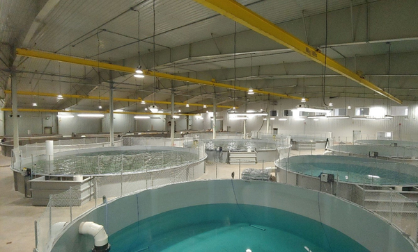 Cooke company buys AquaBounty facility – but not its GM salmon