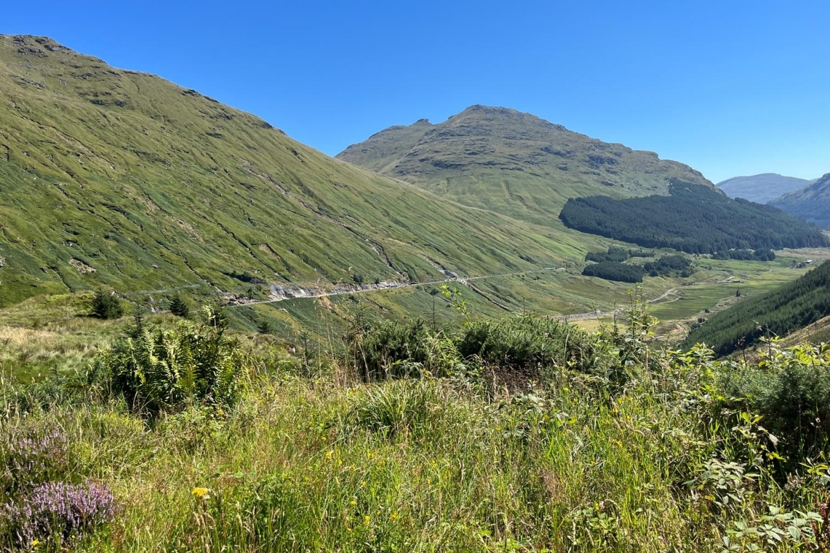 Trees planted to help stablise Rest and Be Thankful hillside