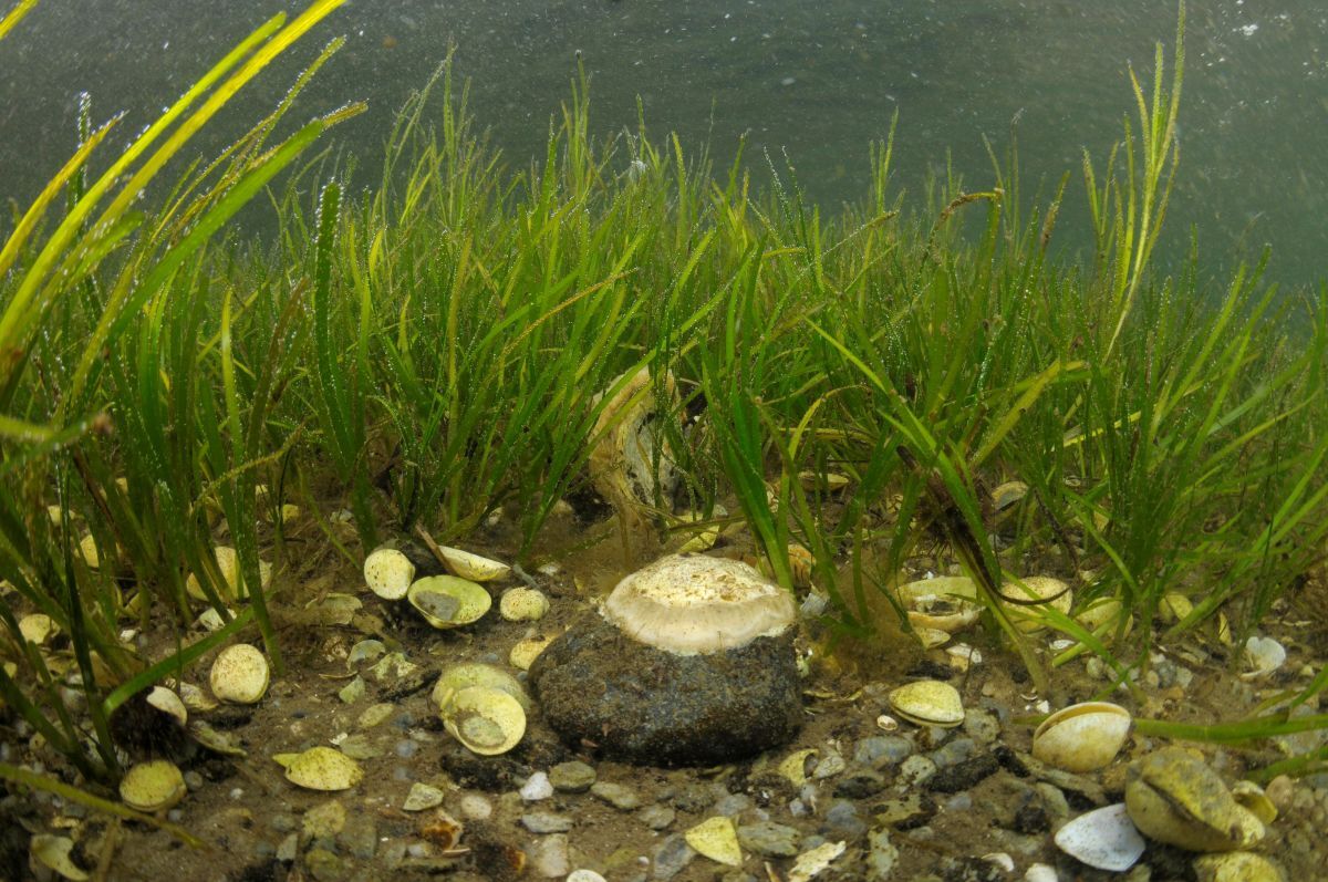 Kintyre included in Scotland’s most ambitious seagrass planting scheme