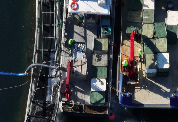 Workers filmed 'placing live fish into mort bins'