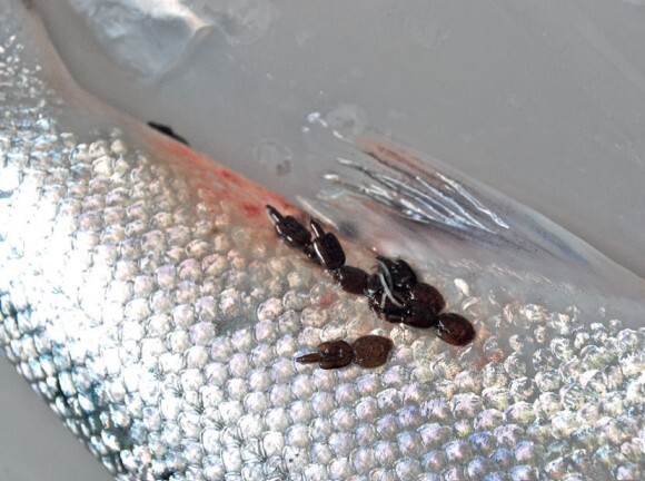 New Swiss-Indian R&D pact targets fish and shrimp diseases