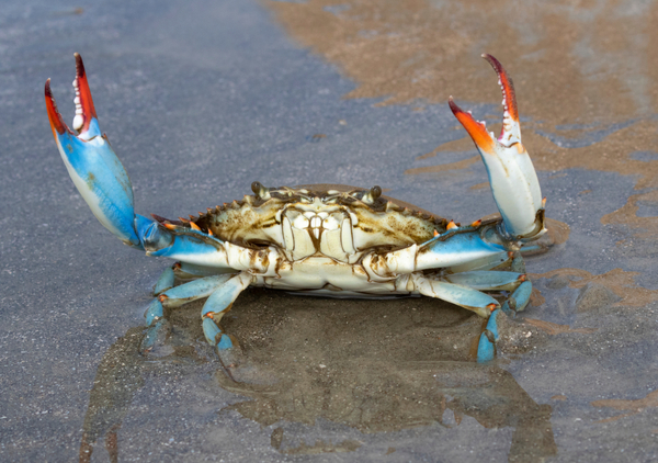 Italy: Steady growth, despite the blue crab