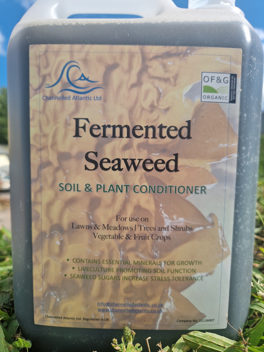 Channelled_Atlantic_fermented_seaweed_20250312.jpg