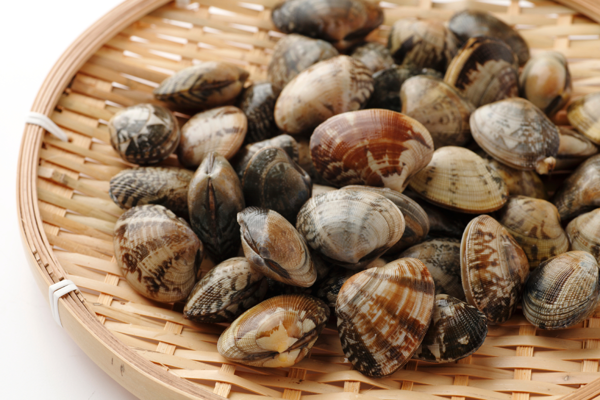 Manila_clams_AdobeStock_51057544_20250312