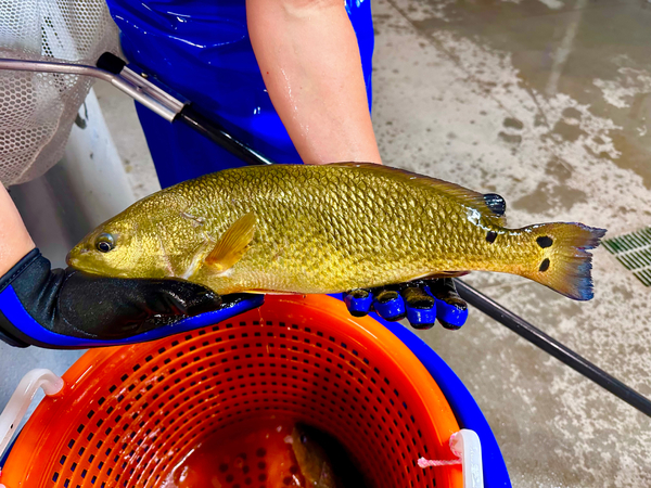 Florida redfish farmer celebrates first harvest