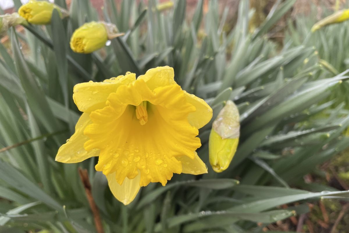 Wild Words by Kirsteen Bell: The reliable brightness of daffodils