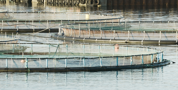 fish_farm_Norway_AdobeStock_246799802_20250311