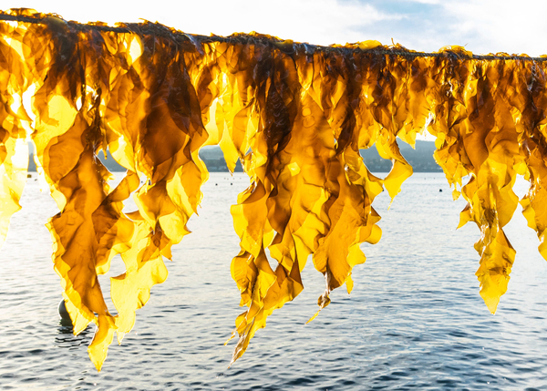 Green fingers: seaweed as a biostimulant