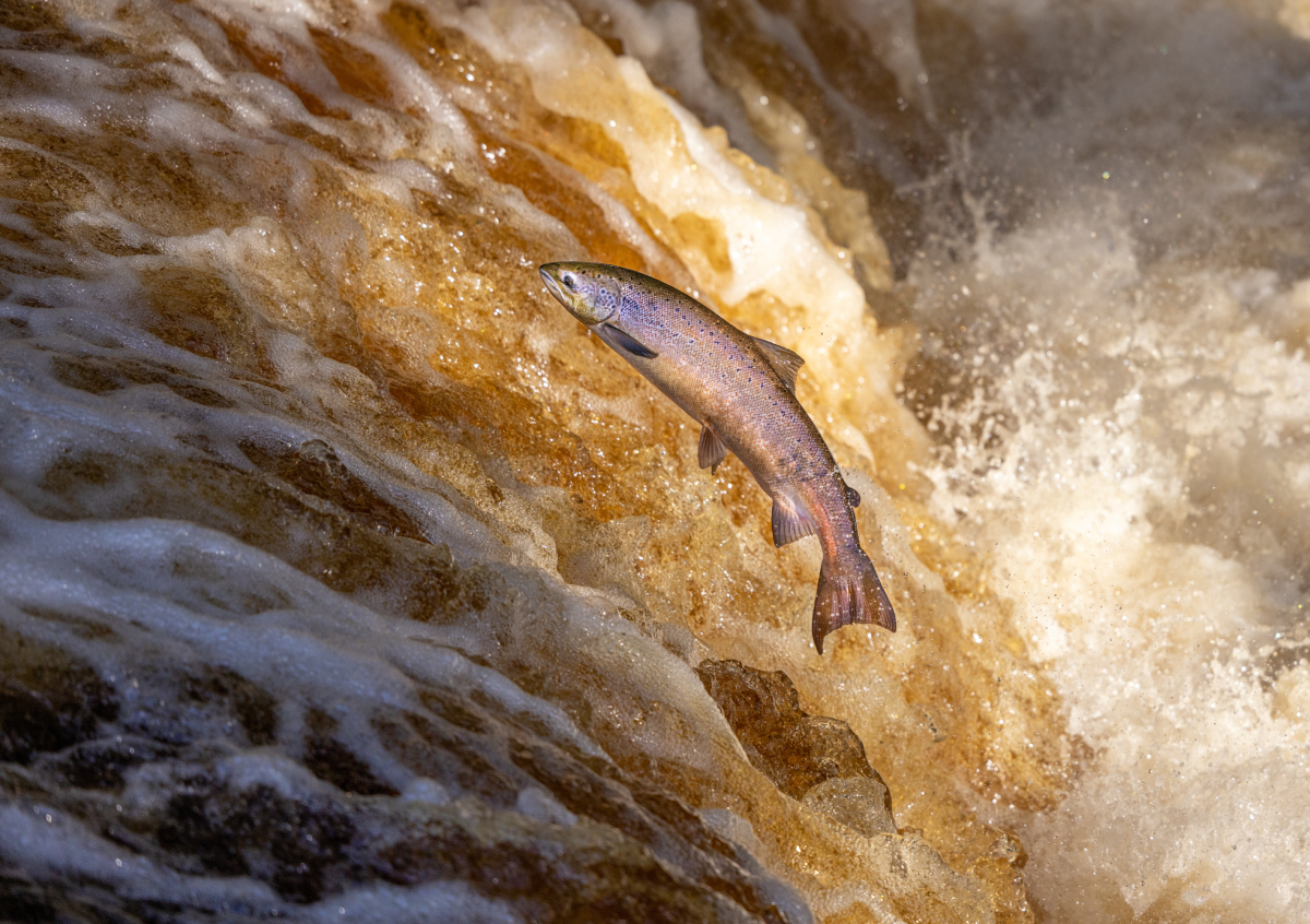 Atlantic_Salmon_AdobeStock_485799969_20250318