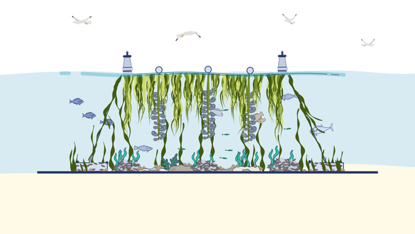 Shelling out for nature: shellfish farming and its ecosystem benefits