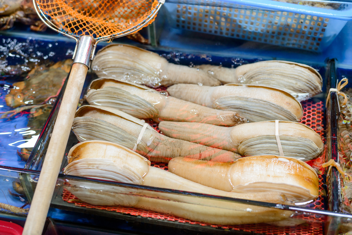 Geoduck_clams_AdobeStock_365701494_20250324