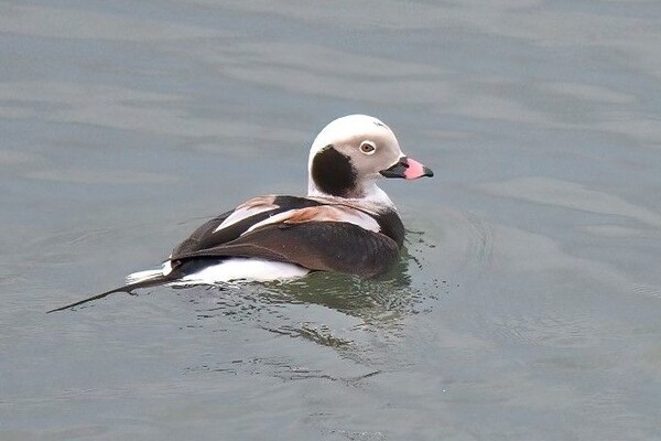 Wintering visitors still present as spring approaches