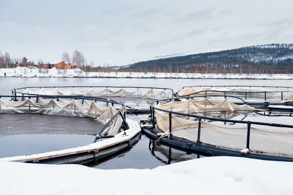 Salmon production ‘set to grow 5%’ in 2025