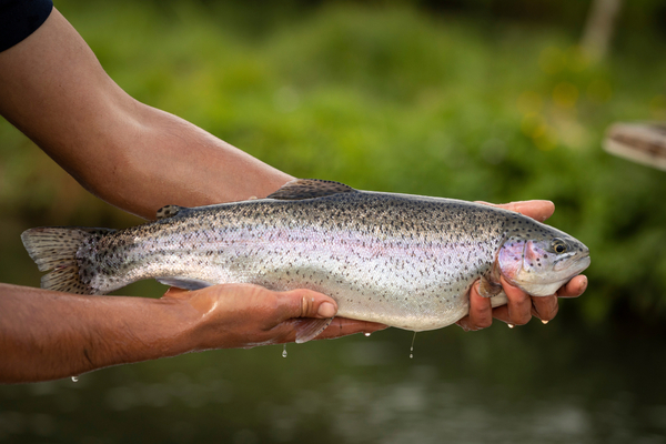 Campaigners call for welfare protection in trout farming