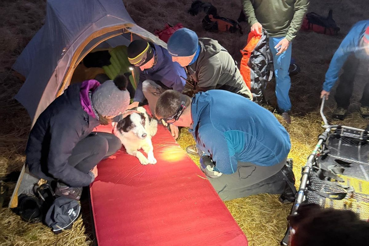 LMRT uses new equipment during dramatic dog rescue