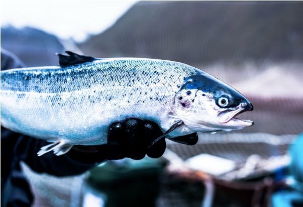 Cooke gets EU certification for organic salmon production in Chile