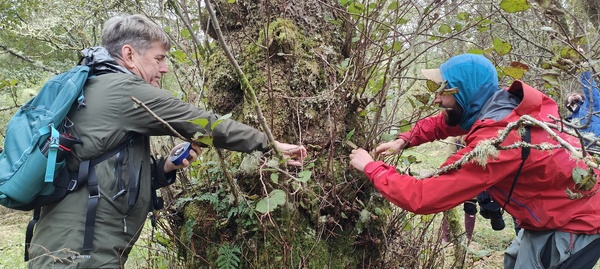 Ancient tree inspectors needed in the north