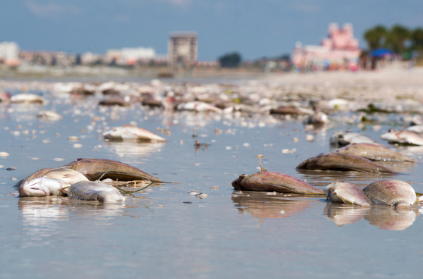 Biotech business working on algal bloom solution