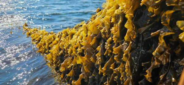 Study aims to show how kelp extract can help promote healthy soil