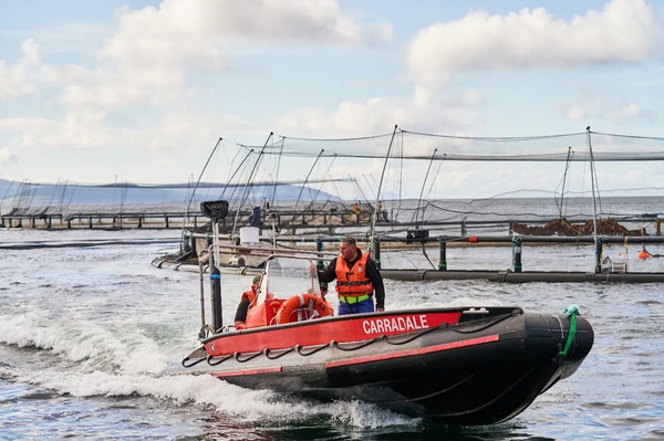 Mowi reports strong Q2 performance with Scotland harvest up