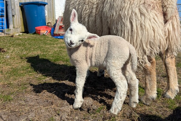 Working up an appetite for third Argyll Food Festival