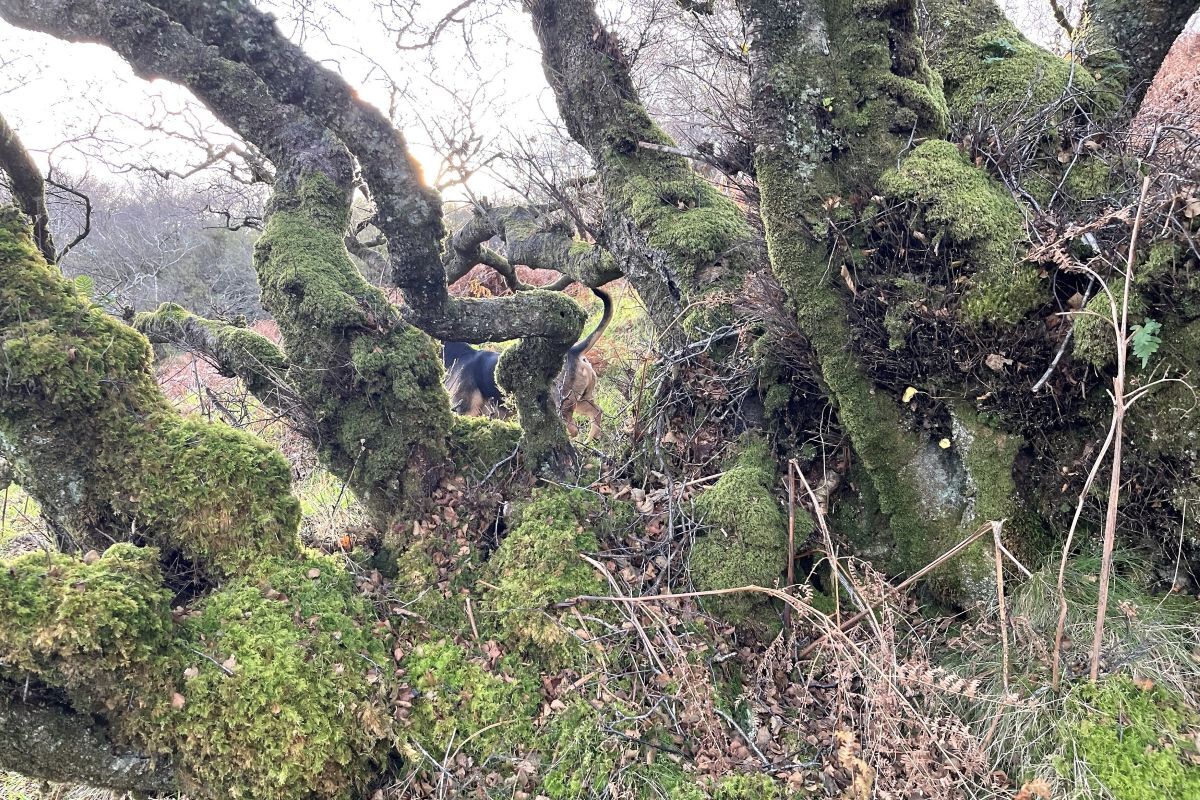 Kintyre rainforest project lands &pound;72,490 funding award