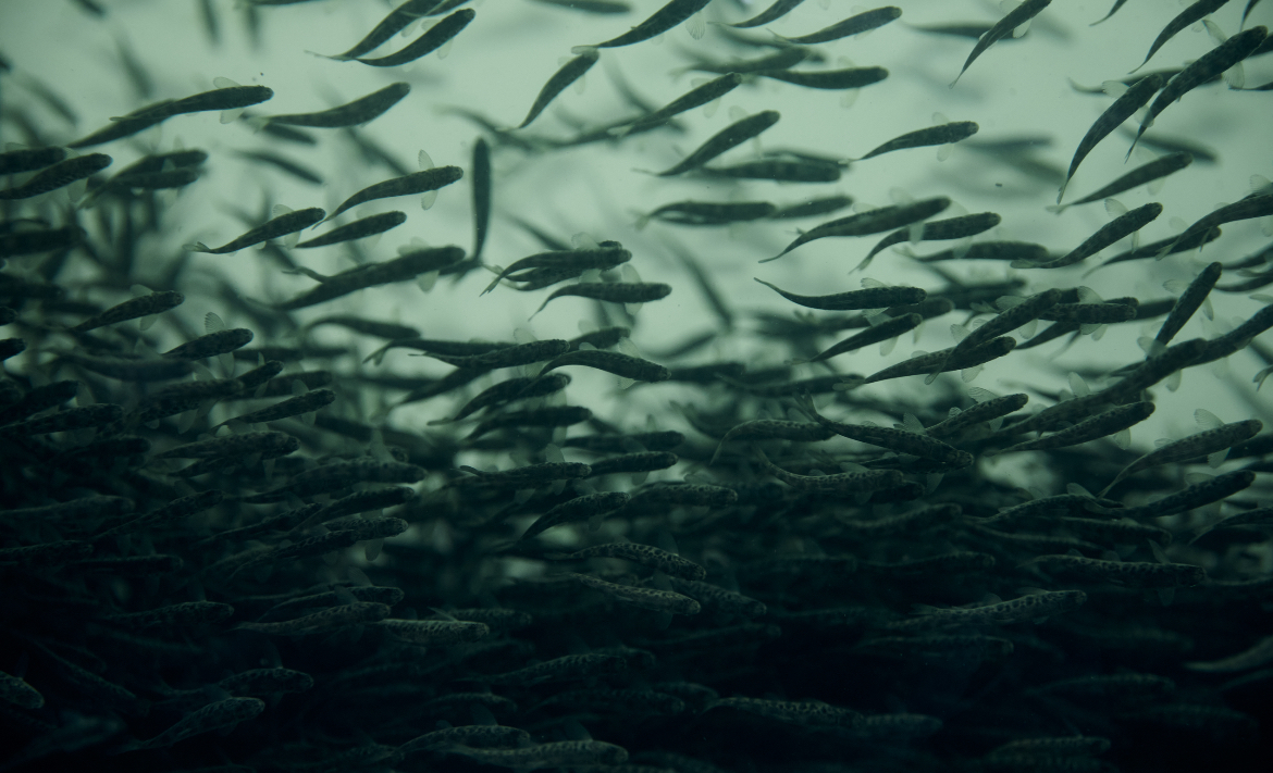 Atlantic_Sapphire_juveniles.jpg