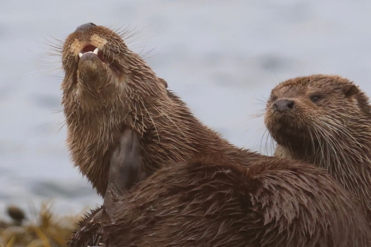 Fat Freddie showing his distinctive white upper lip marks. These marks are common with otters but are unique shapes. Photograph: Daniel Brooks