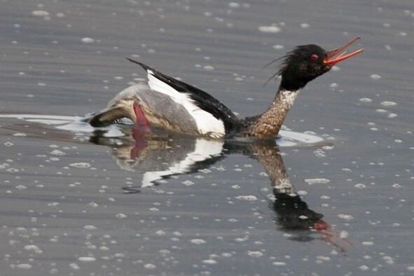 Plea to protect breeding birds on Arran during nesting season