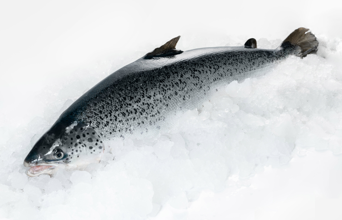 Nordic_Aqua_Partners_1st_harvest_00977_20250416.jpg