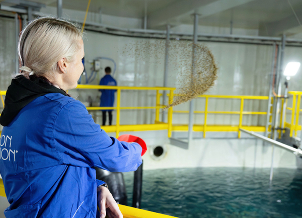 Salmon Evolution profits hit by low market prices in Q3