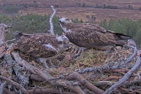 Easter Osprey eggs at Loch Arkaig
