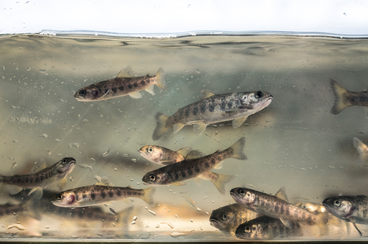 Late_fry_ready_to_be_released_into_the_River_Carron_photo-Elliot_Roberts-20250416