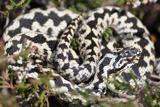 NO_T18_Adder_decline_01_web.jpg NO_T18_Adder_decline_01_web.jpg