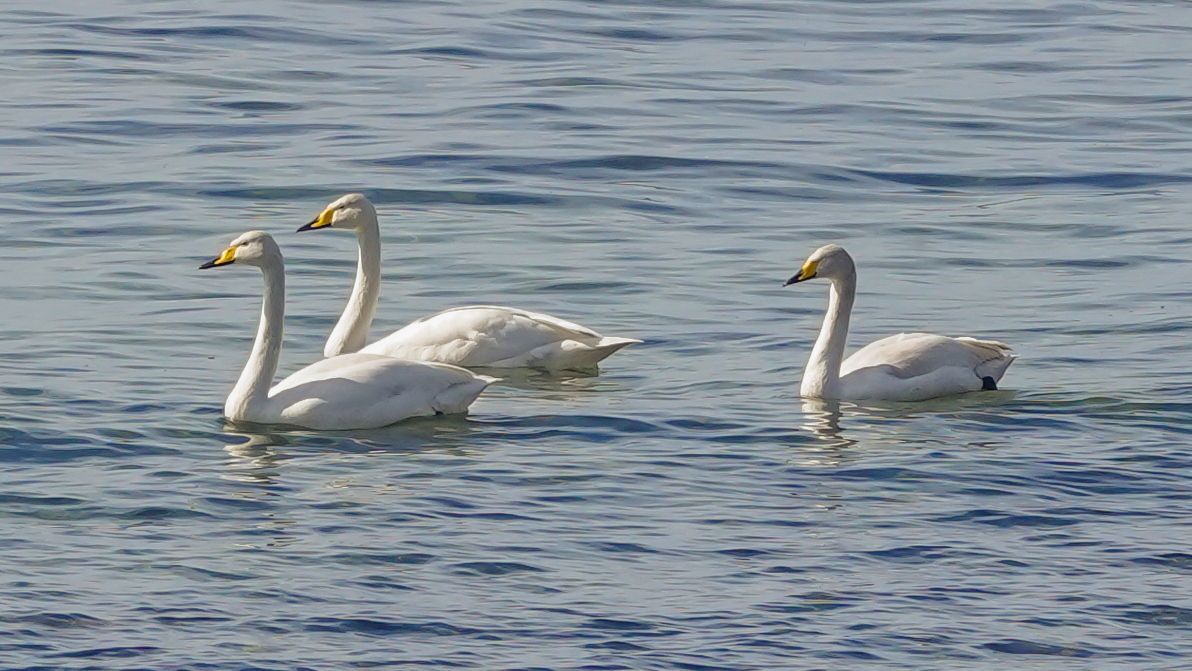 There have been reports of whooper swan passing through on their way north to their breeding grounds. Photograph: Joan Thomson.
