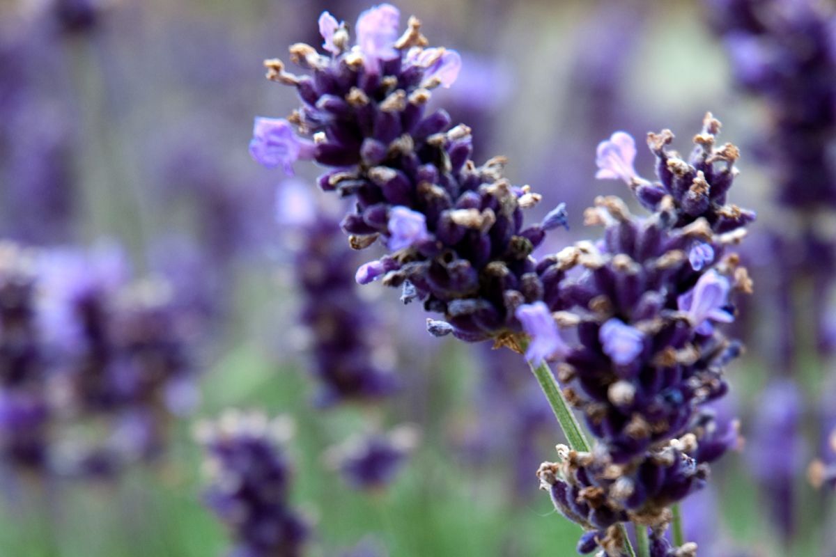 Gardening column: May 2025