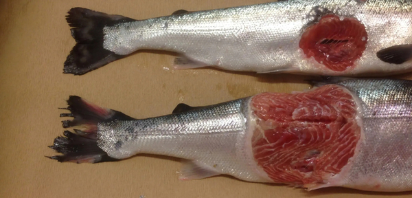 Norway hit by illegal salmon scandal