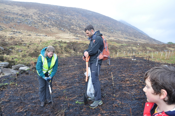 Volunteers help plant over 6,000 trees to help restore Glen Rosa