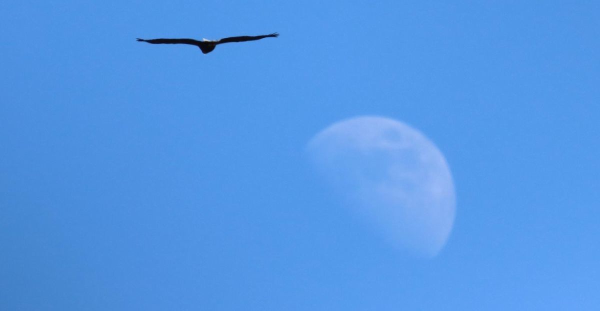 Amanda Fergusson took this beautiful photo of a white-tailed eagle and the moon above Mull. Amanda Fergusson took this beautiful photo of a white-tailed eagle and the moon above Mull.