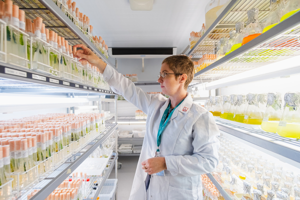 Algae experts issue biobanking call to protect seaweeds from climate change