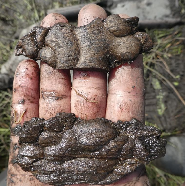 Fragments of carved wood. Photograph: Lismore Historical Society Fragments of carved wood. Photograph: Lismore Historical Society