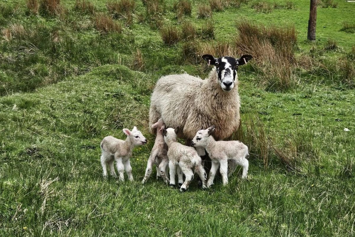 Kintyre farm welcomes rare quadruplet lambs