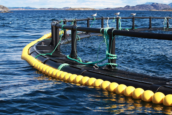 ISA threat returns to Norwegian salmon farms