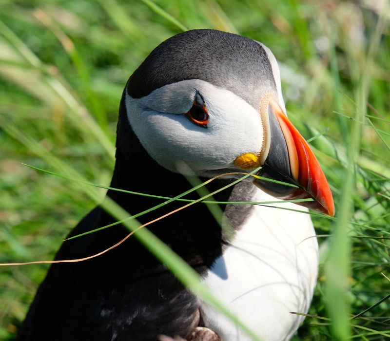 Experience the beautiful inner Hebrides - Mull, Iona and Staffa Day Trips with West Coast Tours