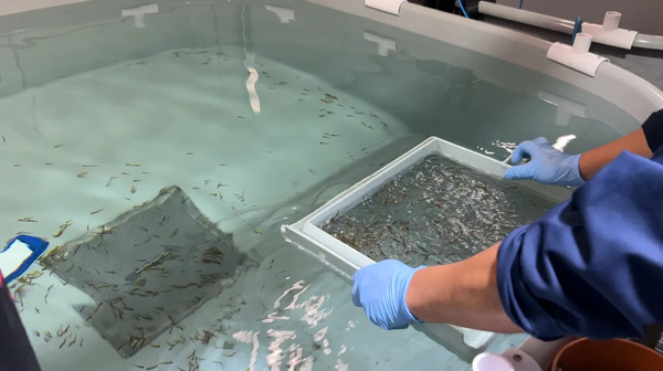South Korea moves – gently – into land-based salmon farming