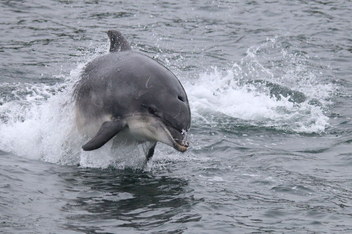Bottlenose dolphins. Photograph: Hebridean Whale and Dolphin Trust.
