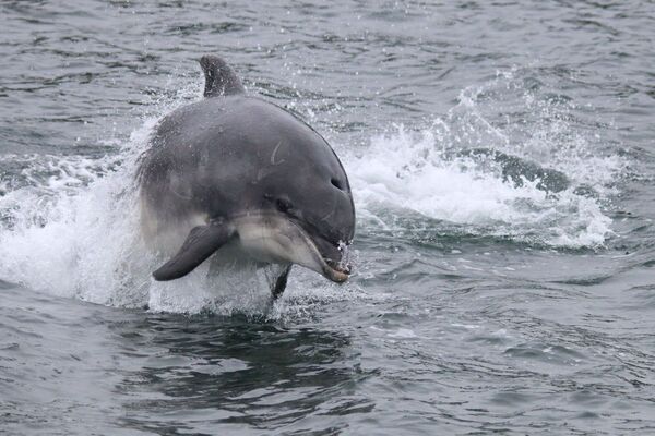 Dolphin photo album gets &pound;5,000